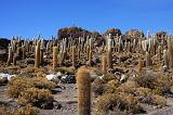 BOLIVIA 2 - Isla Los Pescados - 05